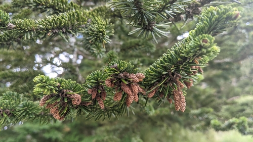 Image of Abies kawakamii by (c) Cheng-Te Hsu, some rights reserved (CC BY)