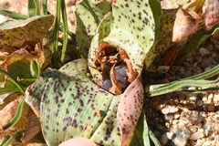 Colchicum circinatum