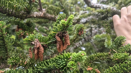 Image of Abies kawakamii by (c) Cheng-Te Hsu, some rights reserved (CC BY)