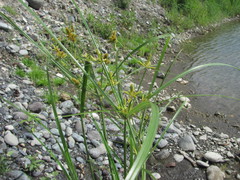 Cyperus glomeratus