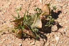 Colchicum circinatum