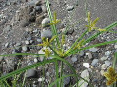 Cyperus glomeratus
