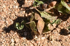 Colchicum circinatum