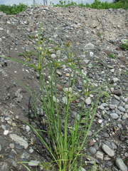 Cyperus glomeratus