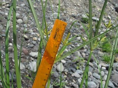 Cyperus glomeratus