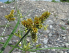 Cyperus glomeratus