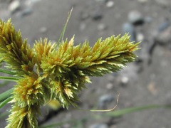 Cyperus glomeratus