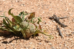 Colchicum circinatum