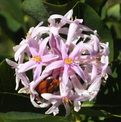 Dais cotinifolia