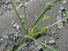 Cyperus glomeratus