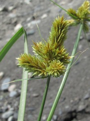 Cyperus glomeratus