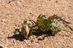 Colchicum circinatum