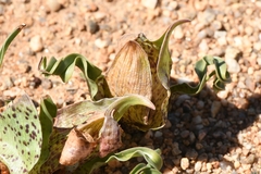 Colchicum circinatum