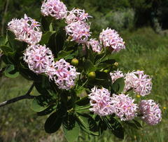 Dais cotinifolia