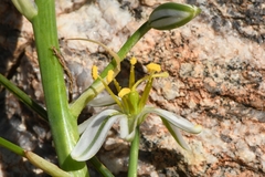 Albuca consanguinea