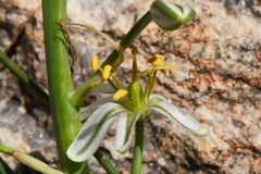 Albuca consanguinea