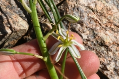 Albuca consanguinea