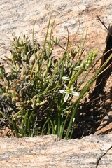 Albuca consanguinea