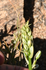 Albuca consanguinea