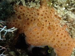 Hemimycale columella
