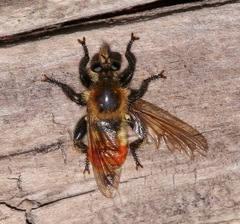 Laphria fernaldi