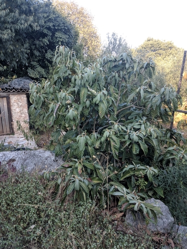 Nešpola (Eriobotrya japonica)