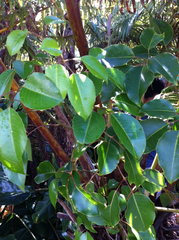 Cheirodendron trigynum