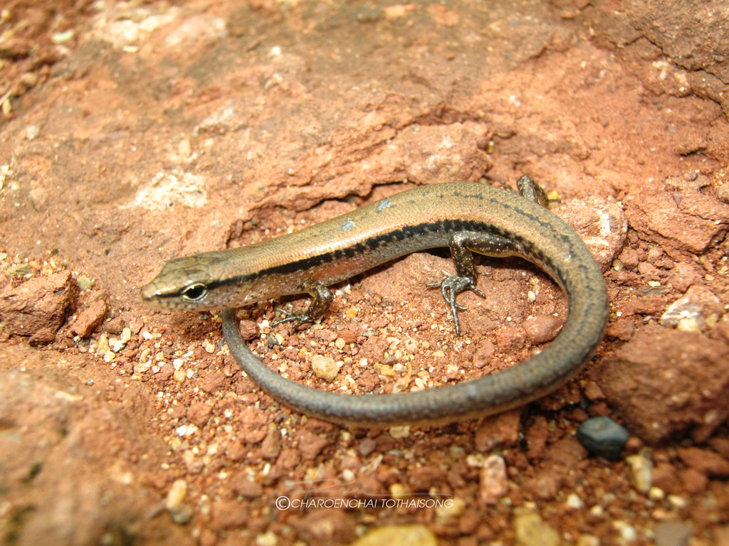 Reeves' Smooth Skink