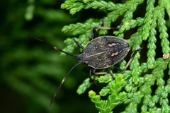 Poecilometis strigatus
