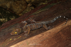 Cyrtodactylus lekaguli