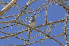 Emberiza striolata