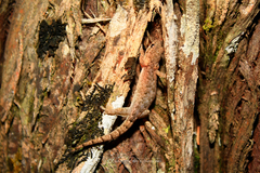 Hemiphyllodactylus chiangmaiensis