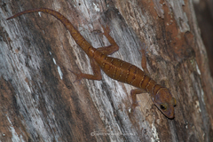 Cyrtodactylus intermedius