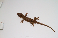 Gekko smithii