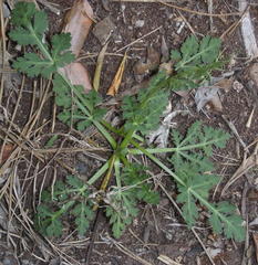 Lichtensteinia interrupta