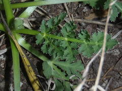 Lichtensteinia interrupta