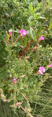 Epilobium hirsutum