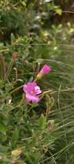 Epilobium hirsutum