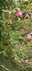 Epilobium hirsutum