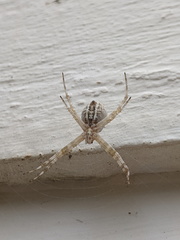 Argiope mascordi