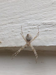 Argiope mascordi