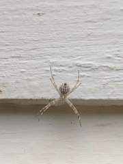 Argiope mascordi