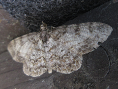 Protoboarmia simpliciaria