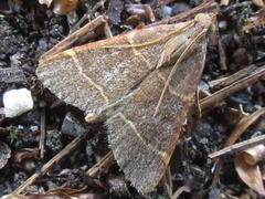 Hypsopygia glaucinalis