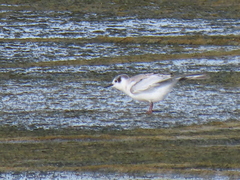 Chlidonias