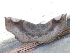 Pangrapta perturbans