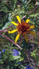 Tetragonotheca texana