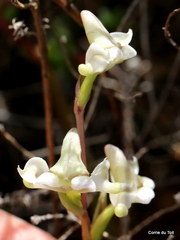 Disperis circumflexa aemula