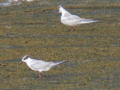 Chlidonias