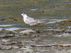 Chlidonias